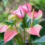 Do Anthurium Plants Require a Lot of Care?