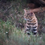 Why This Adorable Cat Is the Deadliest in the World