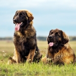 Is a Leonberger the Dog for You?