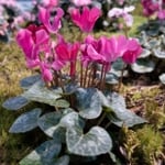 Are Cyclamen Plants Easy to Grow?