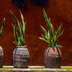 How Good Are Snake Plants for Your Home?