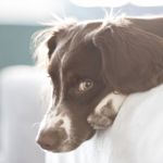 Does the Brittany Spaniel Make a Good Family Pet?