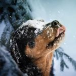 Rottweilers Are Great Family Dogs for the Right Match