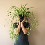 How to Take Care of Your Spider Plants