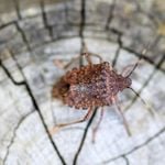 How to Get Rid of Annoying Stink Bugs