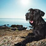 What Do You Need to Know Before Getting a Giant Schnauzer?