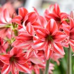 Taking Care of of Your Amaryllis