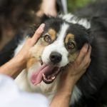 Everything You Need to Know About Mini Aussie Dogs