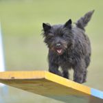 What You Need To Know About Cairn Terriers