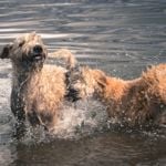 A Guide to the Wheaten Terrier