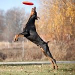 Everything You Wanted to Know About Doberman Pinschers