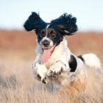 Is the Springer Spaniel Right For You?