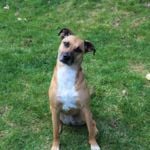 What You Should Know About the Black Mouth Cur