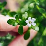 Medical Benefits of Bacopa, an Ancient Ayurvedic Herb