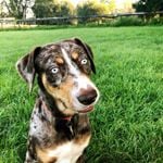 Everything You Wanted to Know About the Catahoula