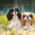 All About The King Charles Spaniel