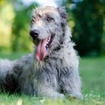 Is an Irish Wolfhound Right for Your Family?