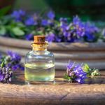 Hyssop: Food, Medicine, and Aromatherapy