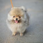 The Truth About the World's Cutest Dog – The Teacup Pomeranian