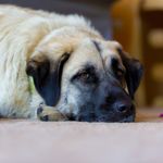Why an Anatolian Shepherd Could Be the Pet for You