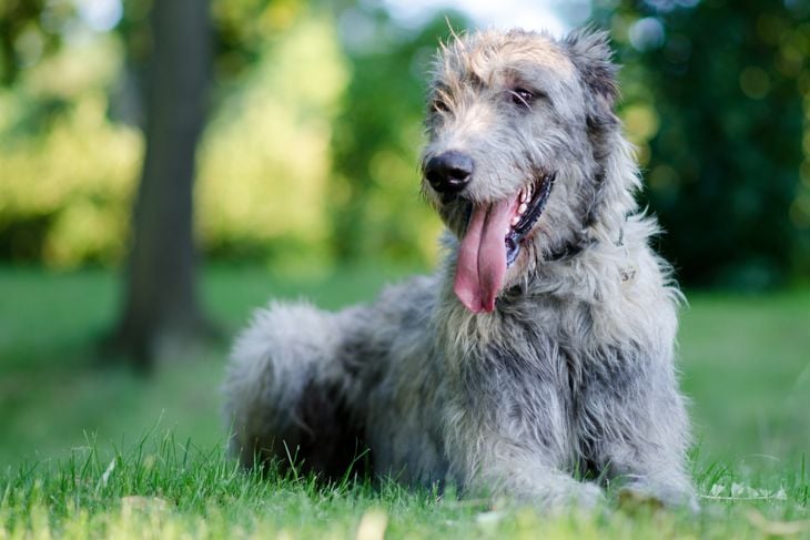 Is an Irish Wolfhound Right for Your Family?