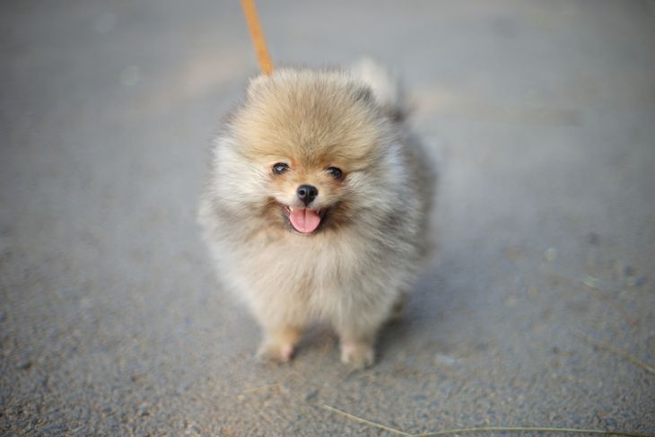 The Truth About the World's Cutest Dog – The Teacup Pomeranian