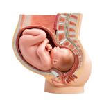 The Significance of Fetus Position