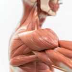 Anatomical Terminology Basics