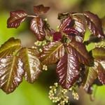 Frequently Asked Questions about Poison Oak
