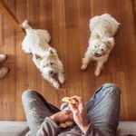 Some People Foods Are Safe for Your Dog, Others Aren't