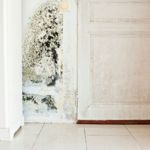 What is Black Mold?