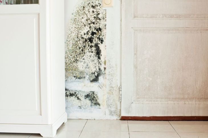 What is Black Mold?