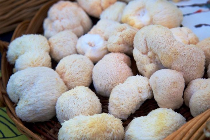 The Benefits of Lions Mane Mushroom