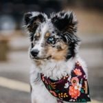 What Are the Pros and Cons of an Australian Shepherd?