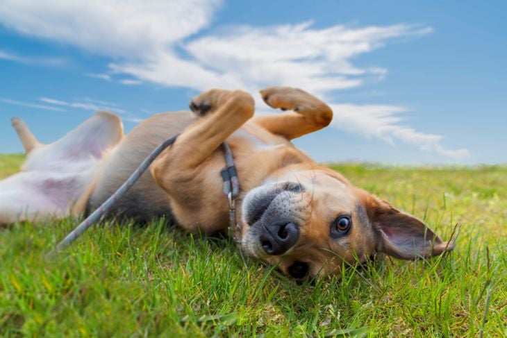 The Smartest Dog Breeds in the World