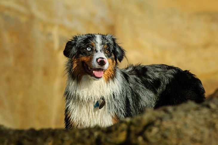 What Are the Pros and Cons of an Australian Shepherd?