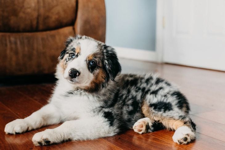 What Are the Pros and Cons of an Australian Shepherd?