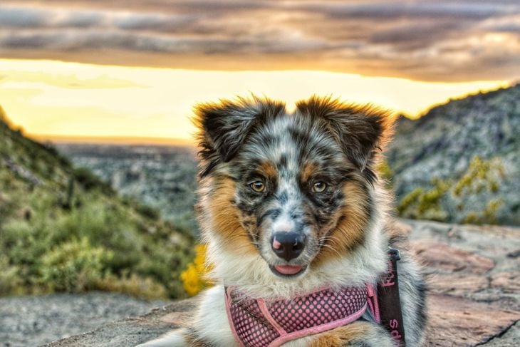 The Smartest Dog Breeds in the World