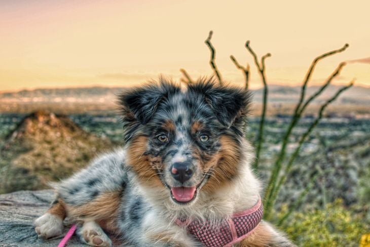 What Are the Pros and Cons of an Australian Shepherd?