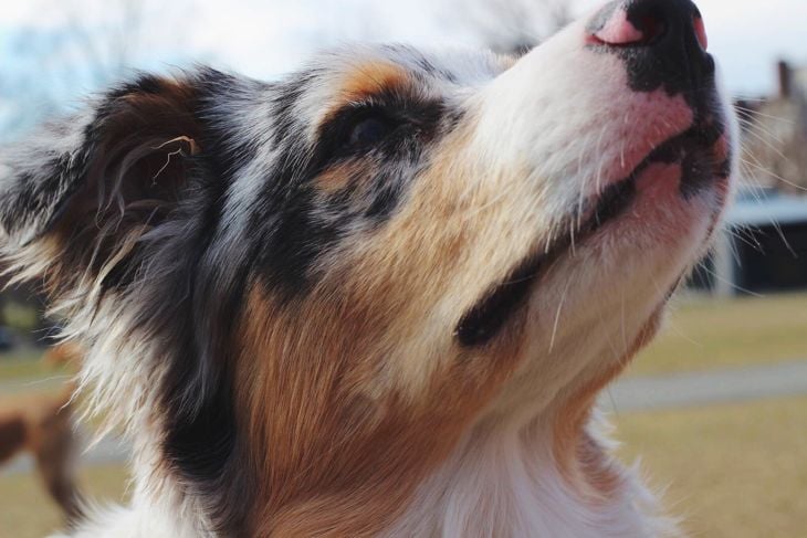What Are the Pros and Cons of an Australian Shepherd?