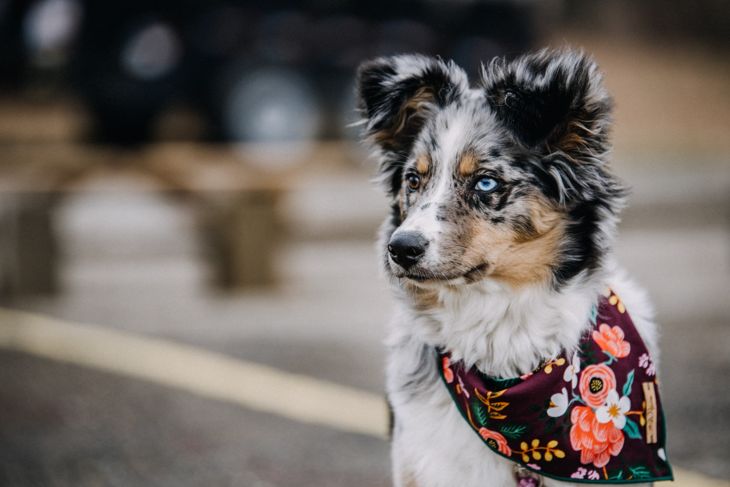 What Are the Pros and Cons of an Australian Shepherd?