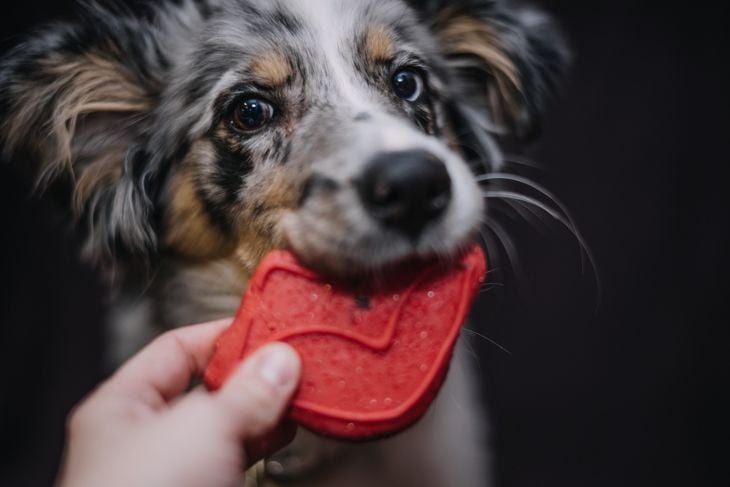 What Are the Pros and Cons of an Australian Shepherd?