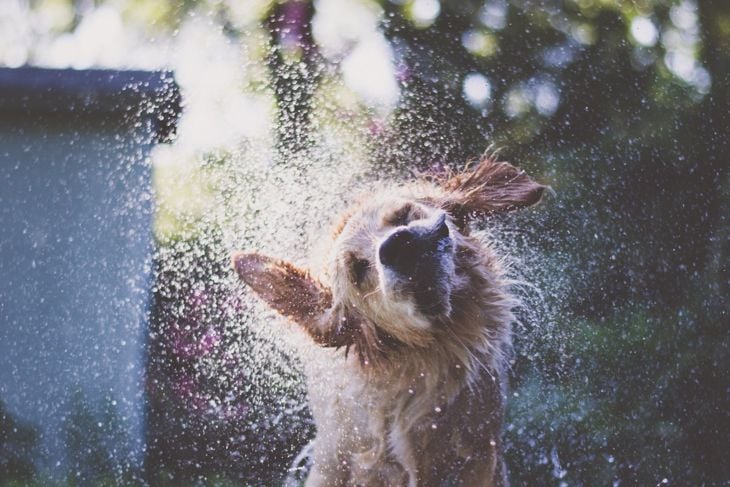 The Smartest Dog Breeds in the World