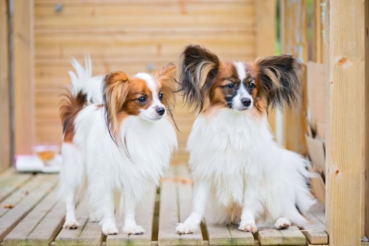 The Smartest Dog Breeds in the World