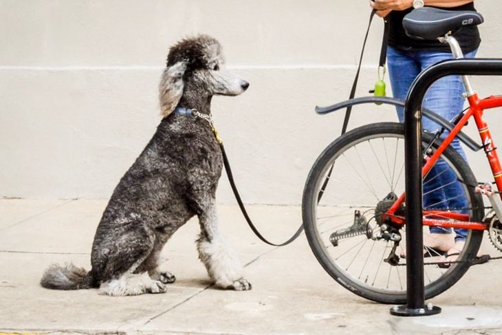 The Smartest Dog Breeds in the World