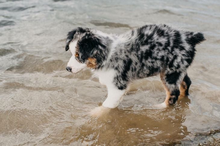 What Are the Pros and Cons of an Australian Shepherd?