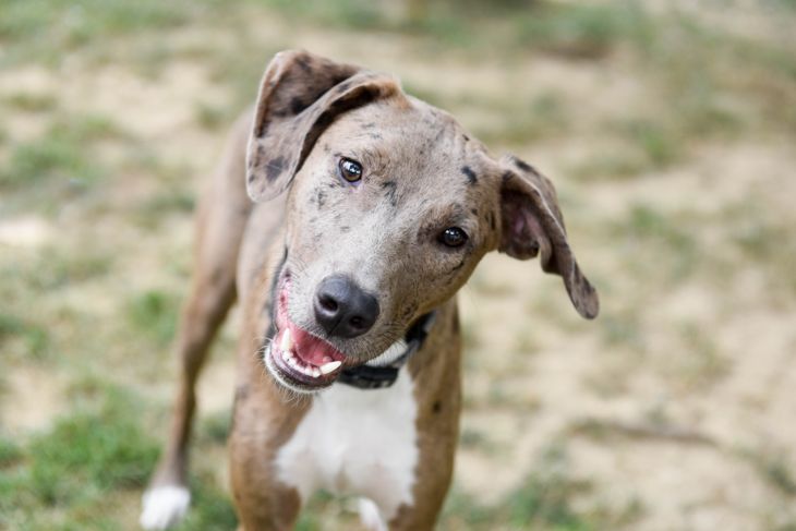 The Smartest Dog Breeds in the World
