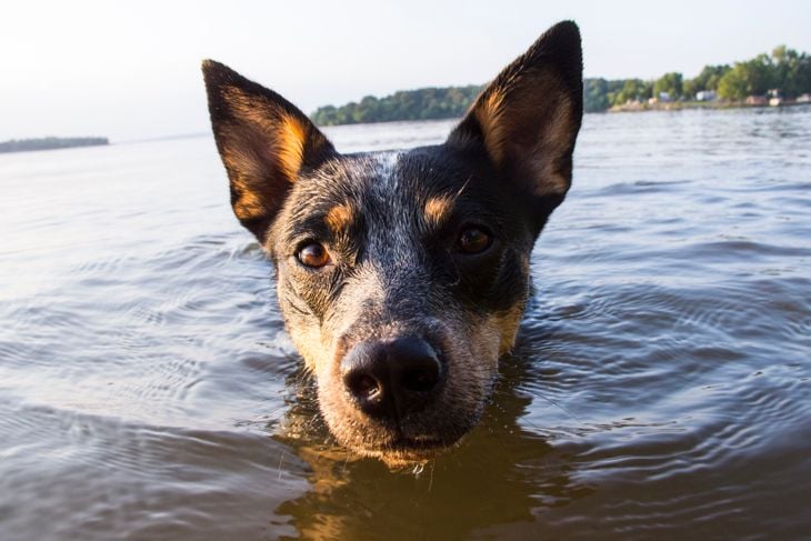 The Smartest Dog Breeds in the World