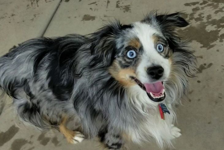 What Are the Pros and Cons of an Australian Shepherd?