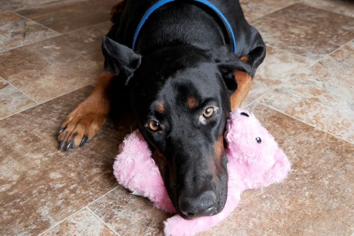 The Smartest Dog Breeds in the World